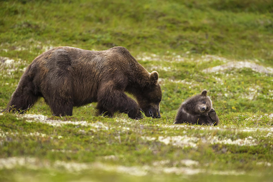 A Brown Bear Cub Plays On The Tundra Photograph by John Hyde - Fine Art ...