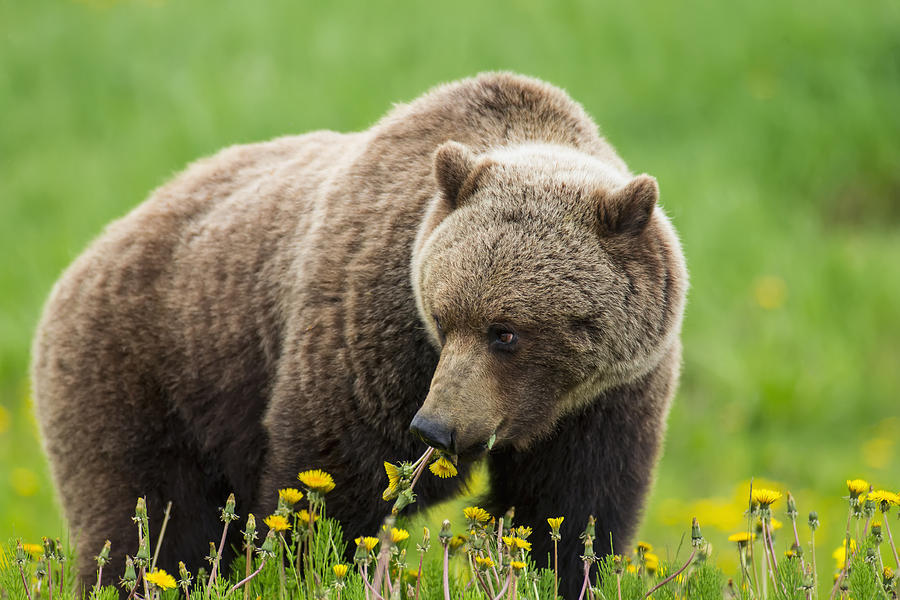 A Brown Bear Forages On Dandelions Photograph by John Hyde - Fine Art ...