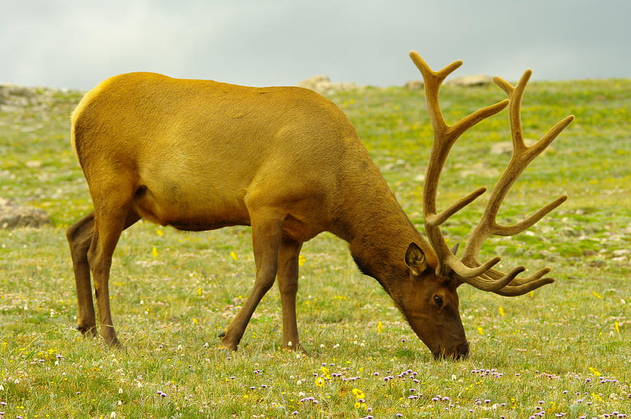 A Bull Elk Grazing #2 Photograph by Jeff Swan