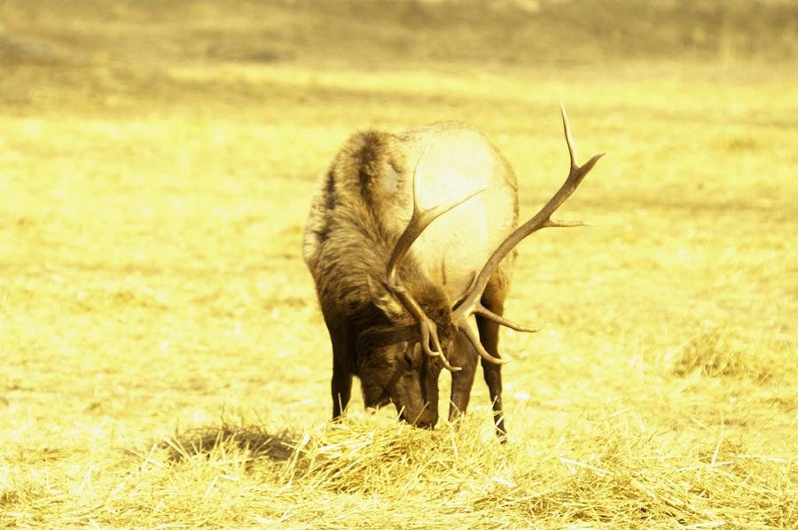 A Bull Elk Photograph