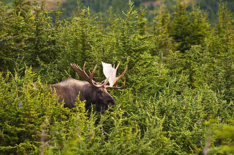 A Bull Moose In Rut Standing In A #1 Photograph by Michael Jones