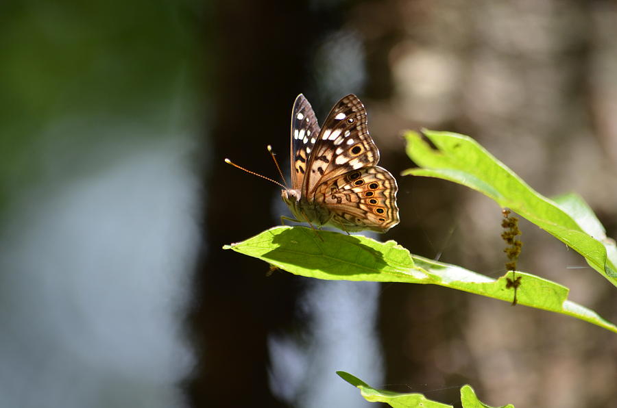 Butterfly on Leaf Photograph by Alex King