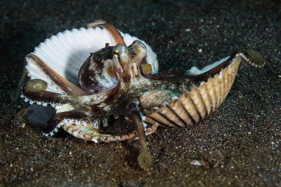 A Coconut Octopus Clings To Shells #1 Photograph by Ethan Daniels
