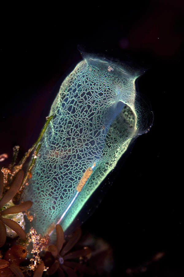 A Colorful Tunicate Grows Photograph by Ethan Daniels - Fine Art America