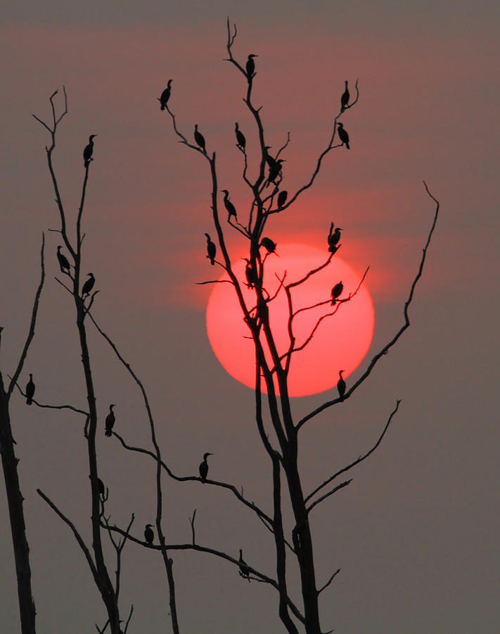 A Cormorant Sunrise #2 Photograph by Roger Becker
