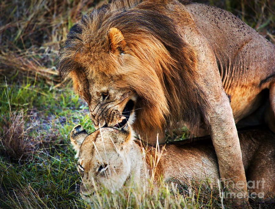 A couple of lions breed on savanna Serengeti. Tanzania. Africa #1 Photograph by Michal Bednarek