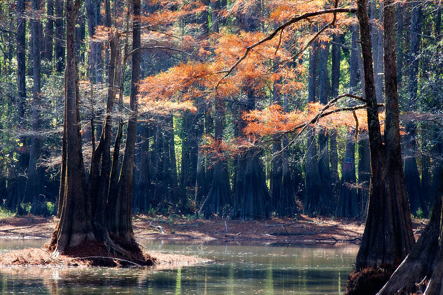 A Cypress Fall Photograph