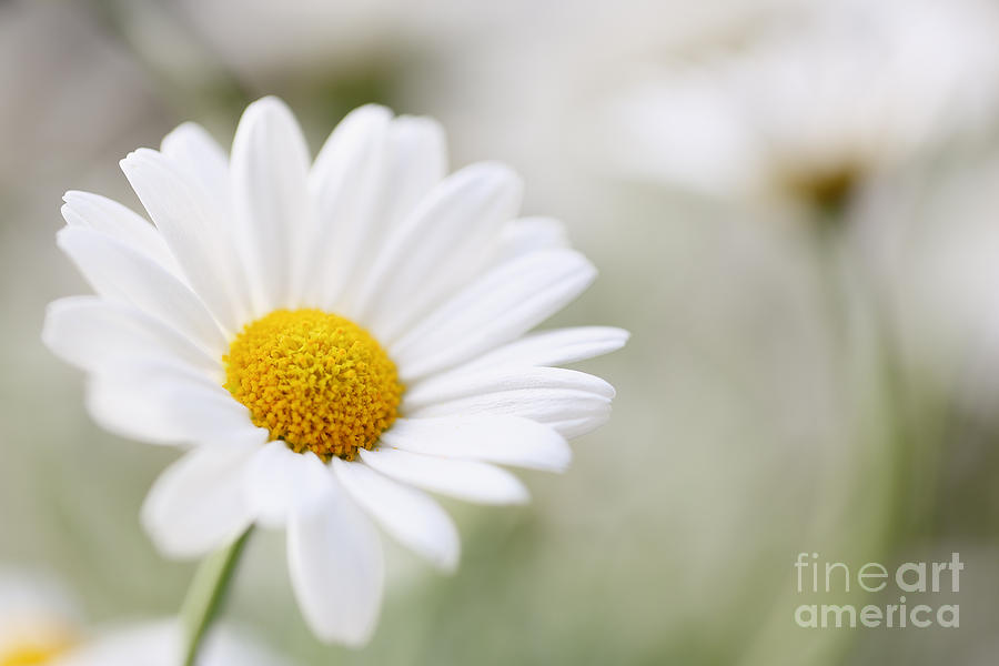 Daisy Photograph - A daisy #1 by LHJB Photography