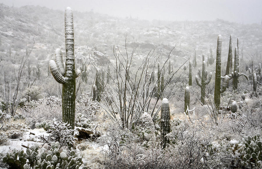 A Desert Snow Day  #2 Photograph by Saija Lehtonen