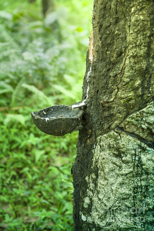 A drip pan on a rubber tree #1 Photograph by Gina Koch