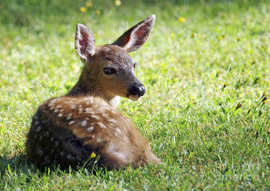 A Fawn on the Lawn Photograph by Sharon Talson - Fine Art America