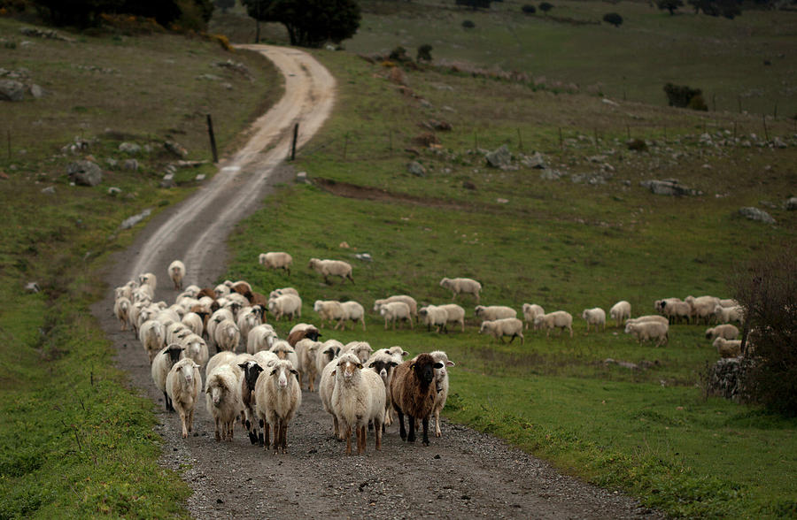 A Flock Of Sheep Walk In A Dirt Road Photograph by Chico Sanchez - Fine ...