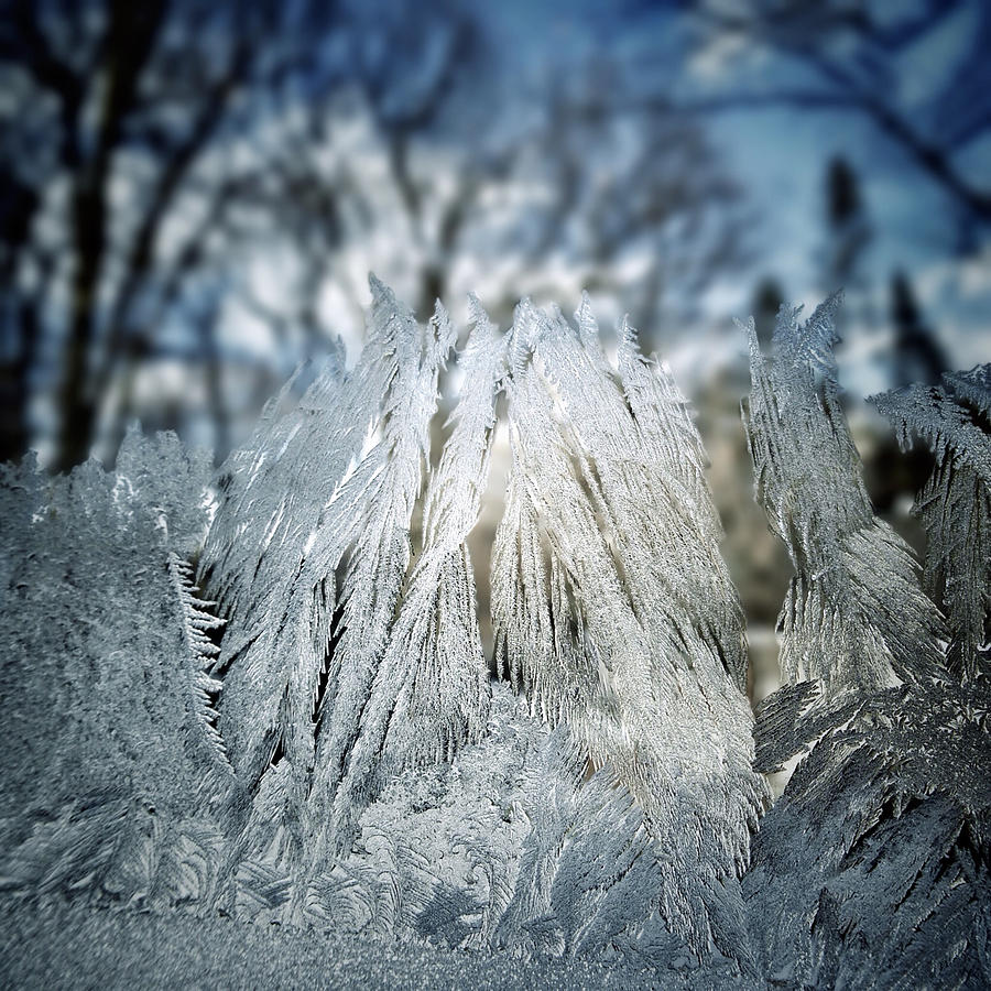 A Forest of Frost Upon My Window Pane #2 Photograph by Natasha Marco