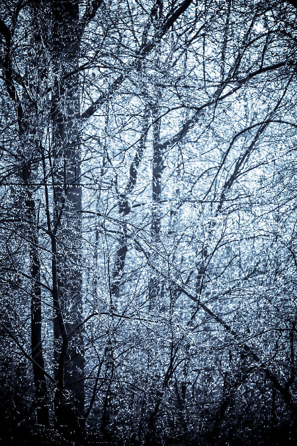 A frost covered decidious forest. #1 Photograph by Alex Grichenko