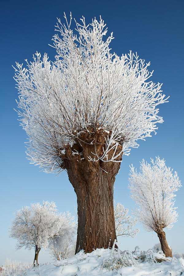 Winter Photograph - A frosted willow on a very cold and bright winter day by Roeselien Raimond
