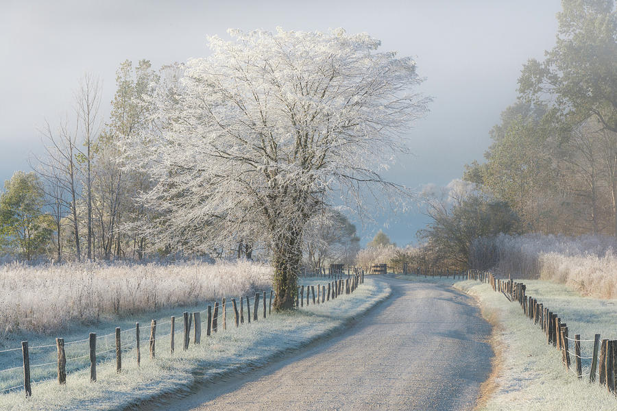 A Frosty Morning #1 Photograph by Chris Moore