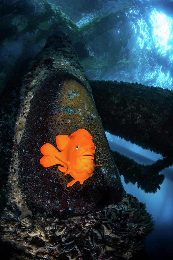 A Garibaldi Guards Its Nest On An Oil #1 Photograph by Brook Peterson
