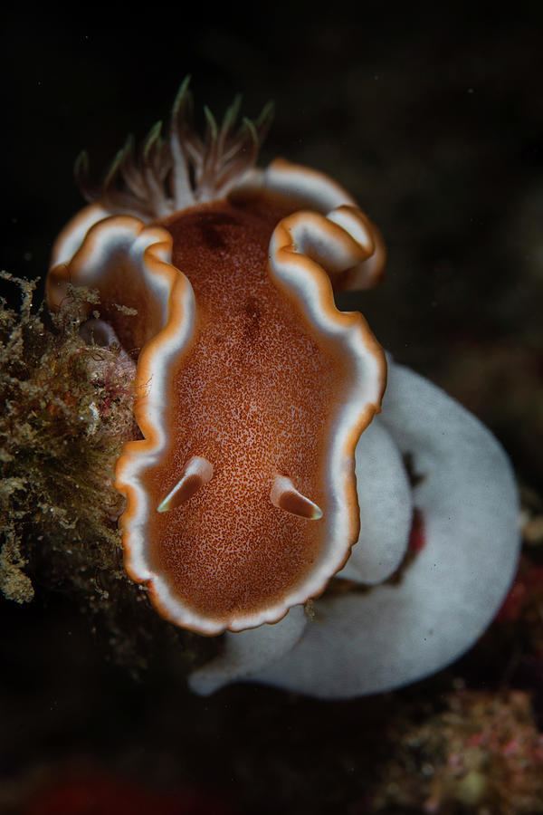 A Glossodoris Rufomarginata Nudibranch #1 Photograph by Ethan Daniels