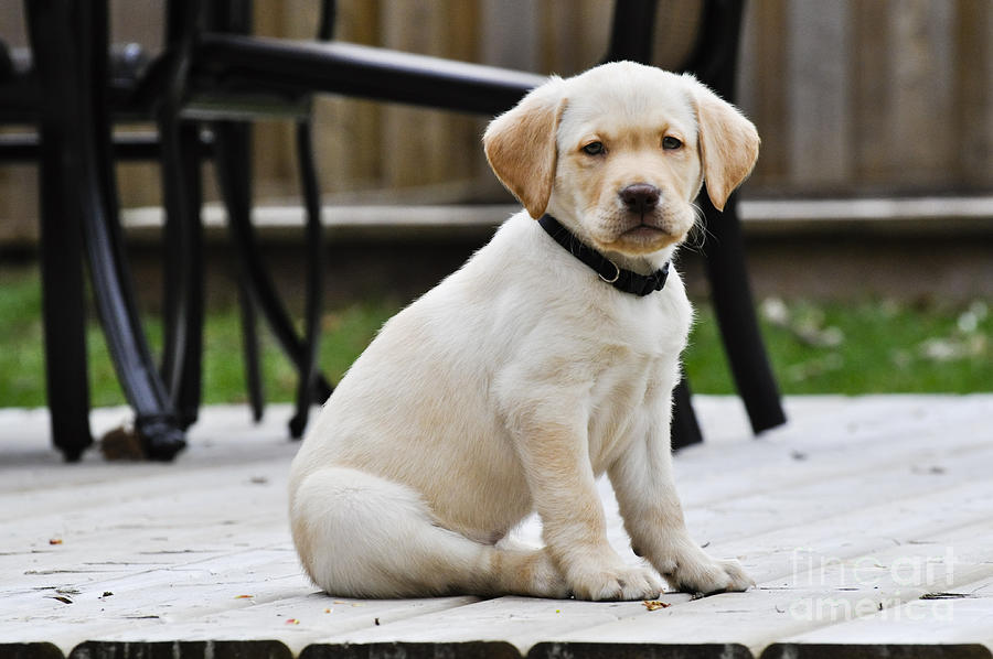 A Golden Lab named Monty Photograph by VS Photo - Fine Art America