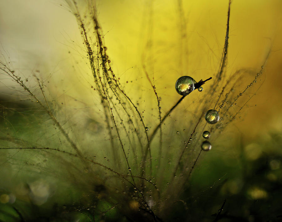 Mood Photograph - A Golden Morning Shower #1 by Heidi Westum