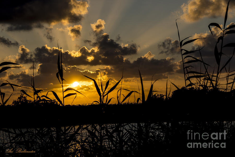A golden sunset #1 Photograph by Arik Baltinester