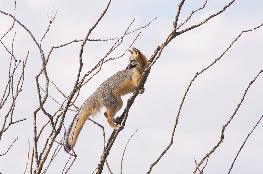 Wildlife Photograph - A Gray Fox In An Ocotillo Plant Looking #1 by Tom Bol