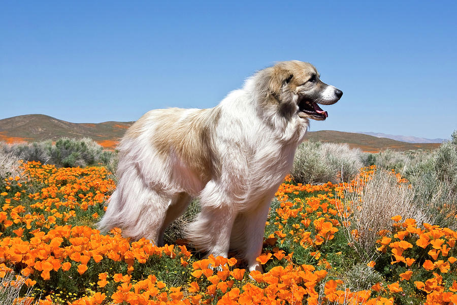 A Great Pyrenees Standing In A Field Photograph by Zandria Muench