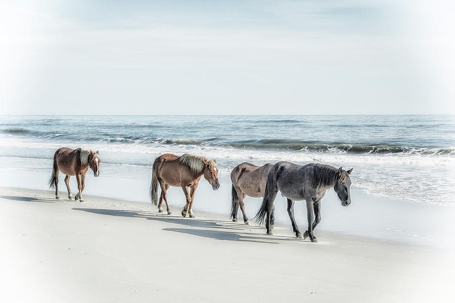 A Group Of Wild Spanish Mustangs #1 Photograph by Rona Schwarz A Group Of Wild Spanish Mustangs #1 Photograph by Rona Schwarz