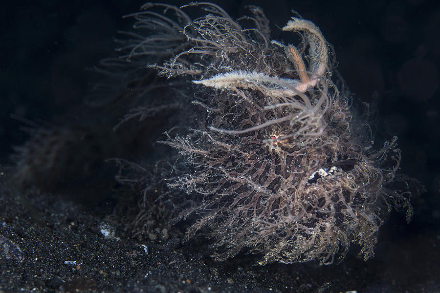 A Hairy Frogfish In Lembeh Strait Photograph