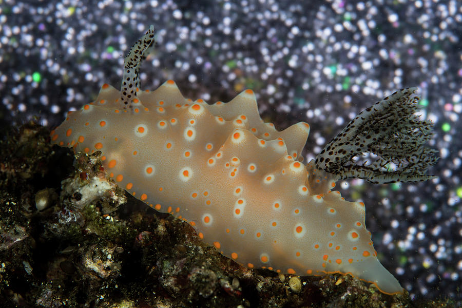 A Halgerda Batangas Nudibranch #1 Photograph by Ethan Daniels