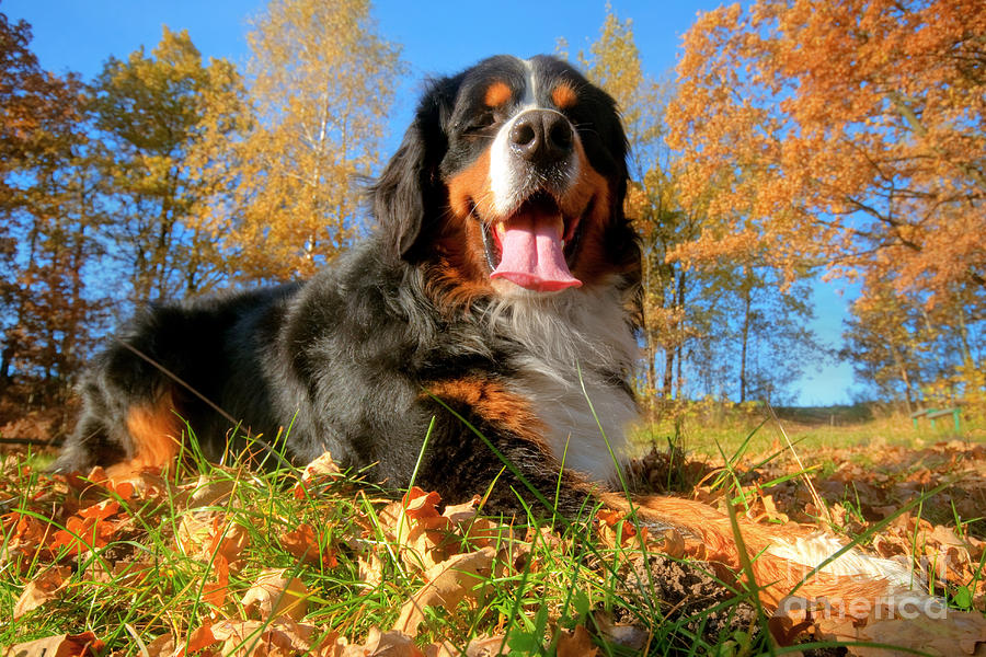 A happy Bernese mountain dog outdoors #1 Photograph by Michal Bednarek