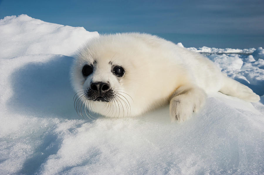 harp seal pup cute