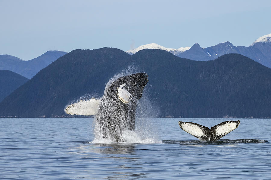 Wildlife Photograph - A Humpback Whale Breaches As It Leaps #1 by John Hyde