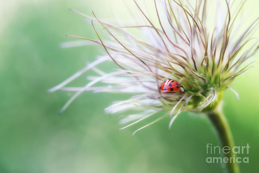Nature Photograph - A Ladybug #1 by LHJB Photography