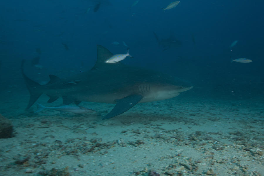 A Large Bull Shark At The Bistro Dive Photograph by Terry Moore | Fine ...