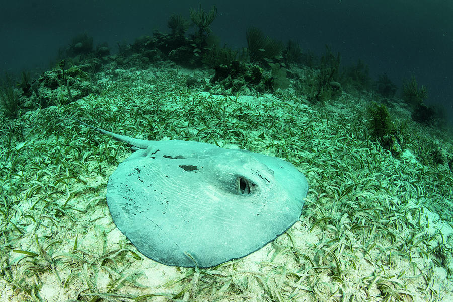 A Large Roughtail Stingray Lays Photograph by Ethan Daniels