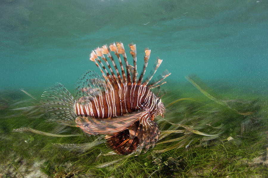 A Lionfish Hunts For Prey In A Seagrass #1 Photograph by Ethan Daniels