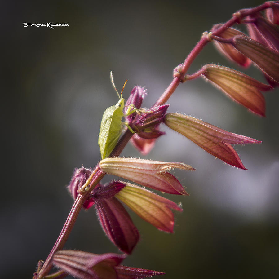 Coronavirus Photograph - A long walk to the top by Stwayne Keubrick Coronavirus Photograph - A long walk to the top by Stwayne Keubrick