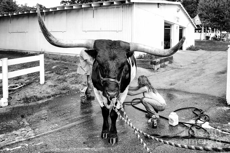 A longhorn steer is prepared for exhibition at a county fair #1 Photograph by William Kuta