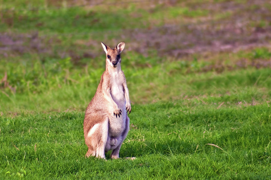 A Male Grey Kangaroos (macropus Photograph by Miva Stock - Fine Art America