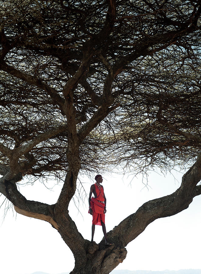 Landscape Photograph - A Masaai Warrior Stands In A Tree #1 by Ryan Heffernan