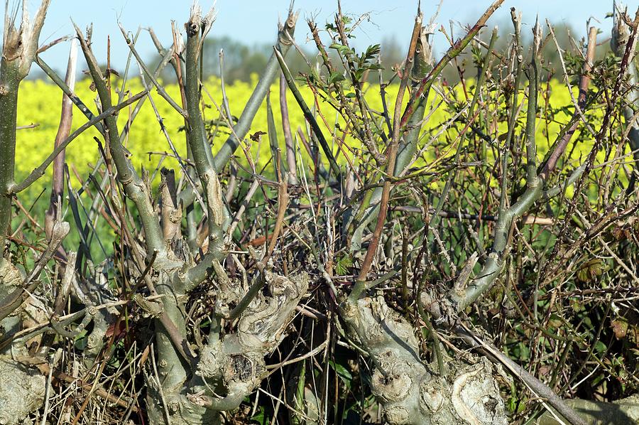 A Mechanically Cut Farm Hedge Photograph by Dr Jeremy Burgess/science ...