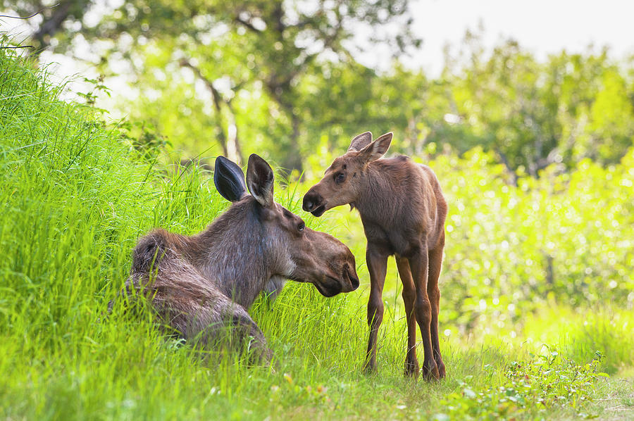 Anchorage Photograph - A Moose Cow And Calf In Kincaid Park #1 by Michael Jones