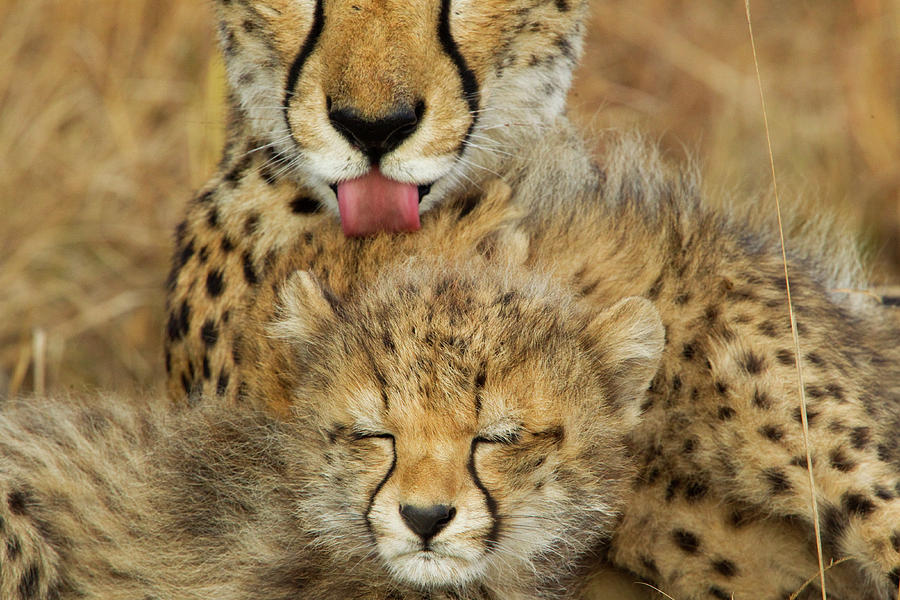 A Mother Cheetah Grooms Her Cub Photograph by Steve Winter