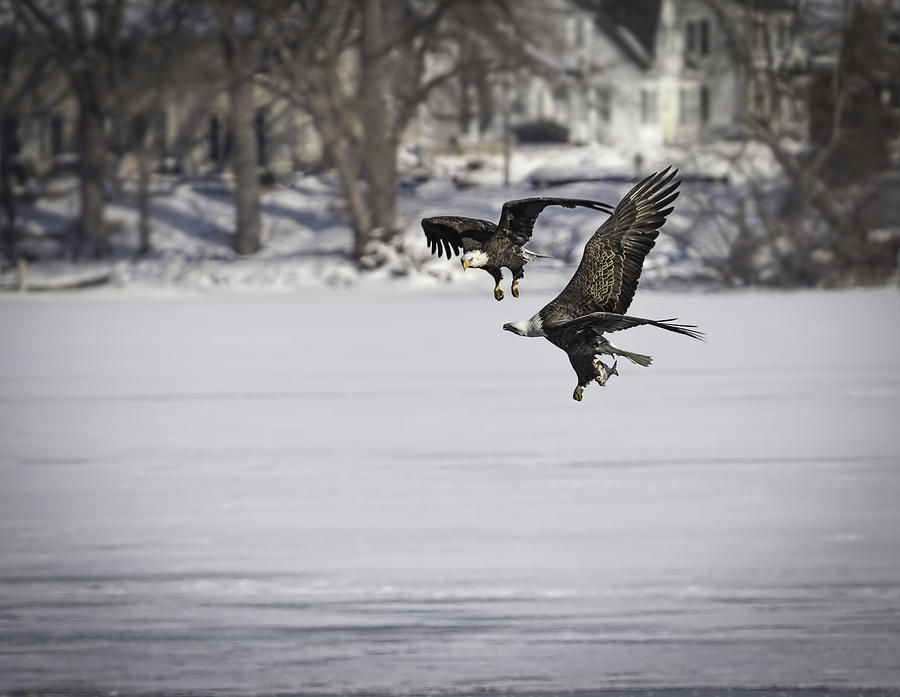 A Pair Of American Bald Eagles Photograph by Thomas Young