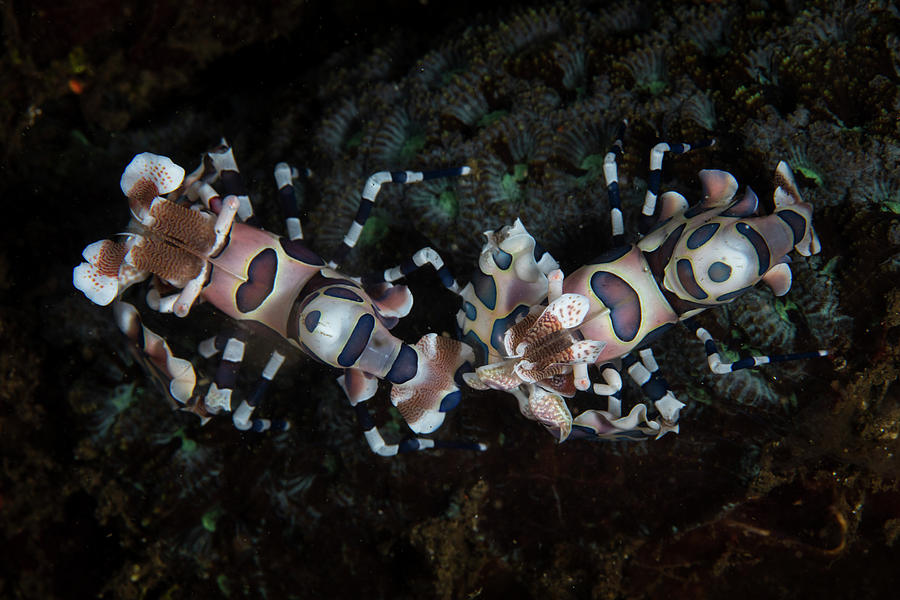 A Pair Of Harlequin Shrimp Lie #1 Photograph by Ethan Daniels