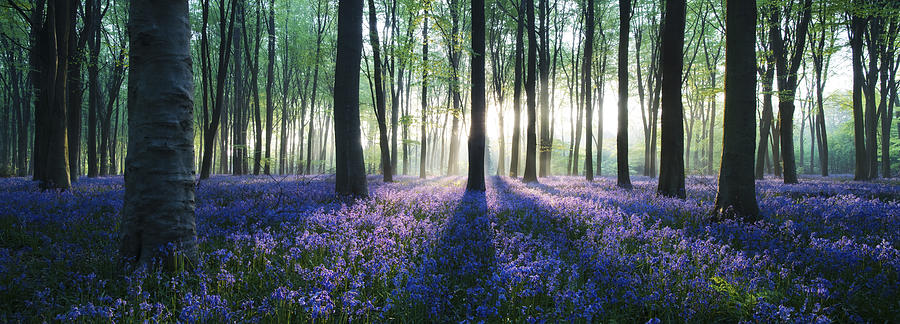 A panoramic of rays of sunshine shining through trees in a bluebell woodland near Micheldever in Hampshire. #1 Photograph by David Clapp
