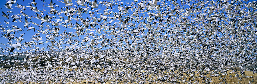 Nature Photograph - A Panoramic Of Thousands Of Migrating #1 by Panoramic Images