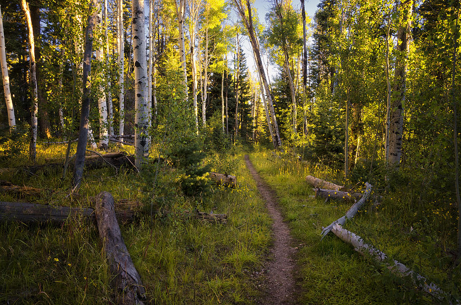 A Path Through the Woods  #1 Photograph by Saija Lehtonen