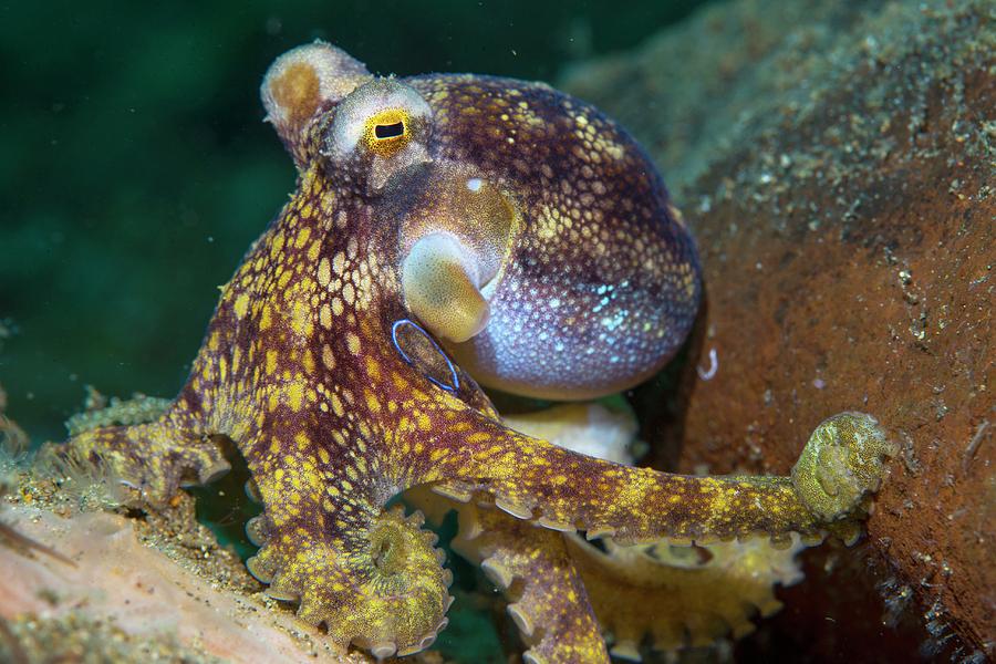 A Poison Ocellate Octopus Photograph by Scubazoo/science Photo Library ...